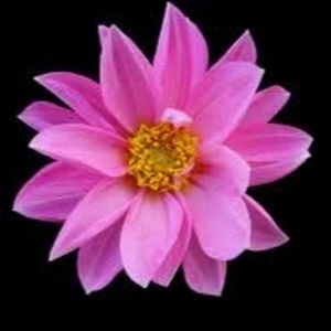 Meet your Posher, Selena